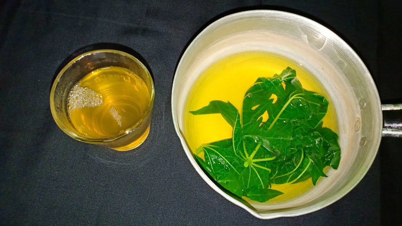 manfaat air rebusan daun pepaya jepang